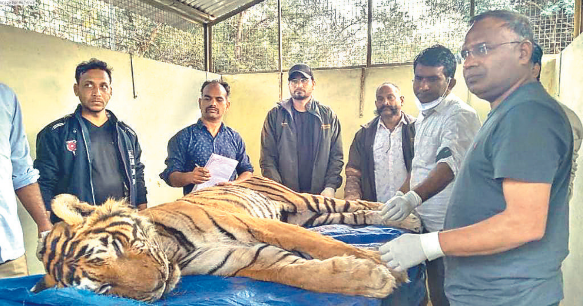 Tiger T-57 dies of illness at Ranthambore